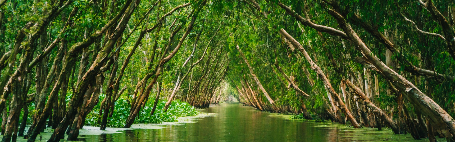 Tra Su forest - picturesque scenery