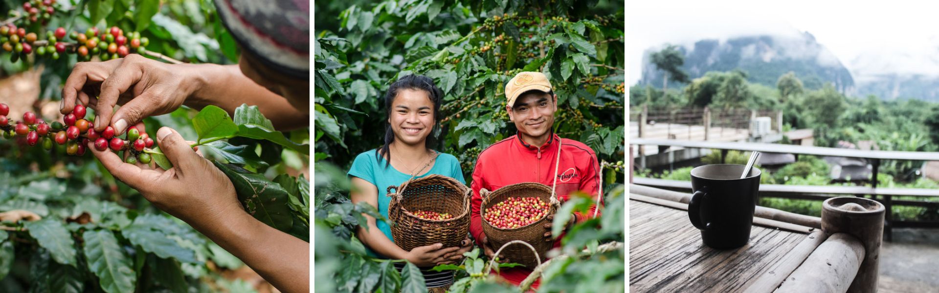 Laos coffee