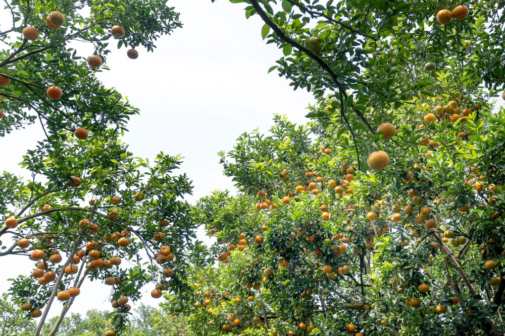 Cai Mon orchard