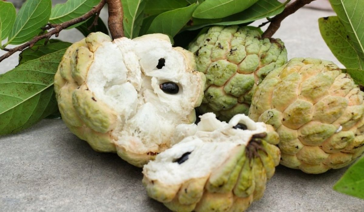 Sugar Apple