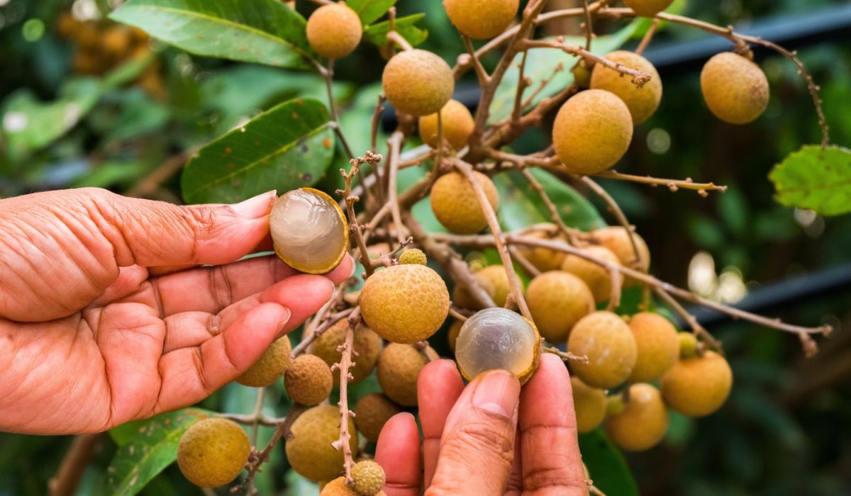 Longan