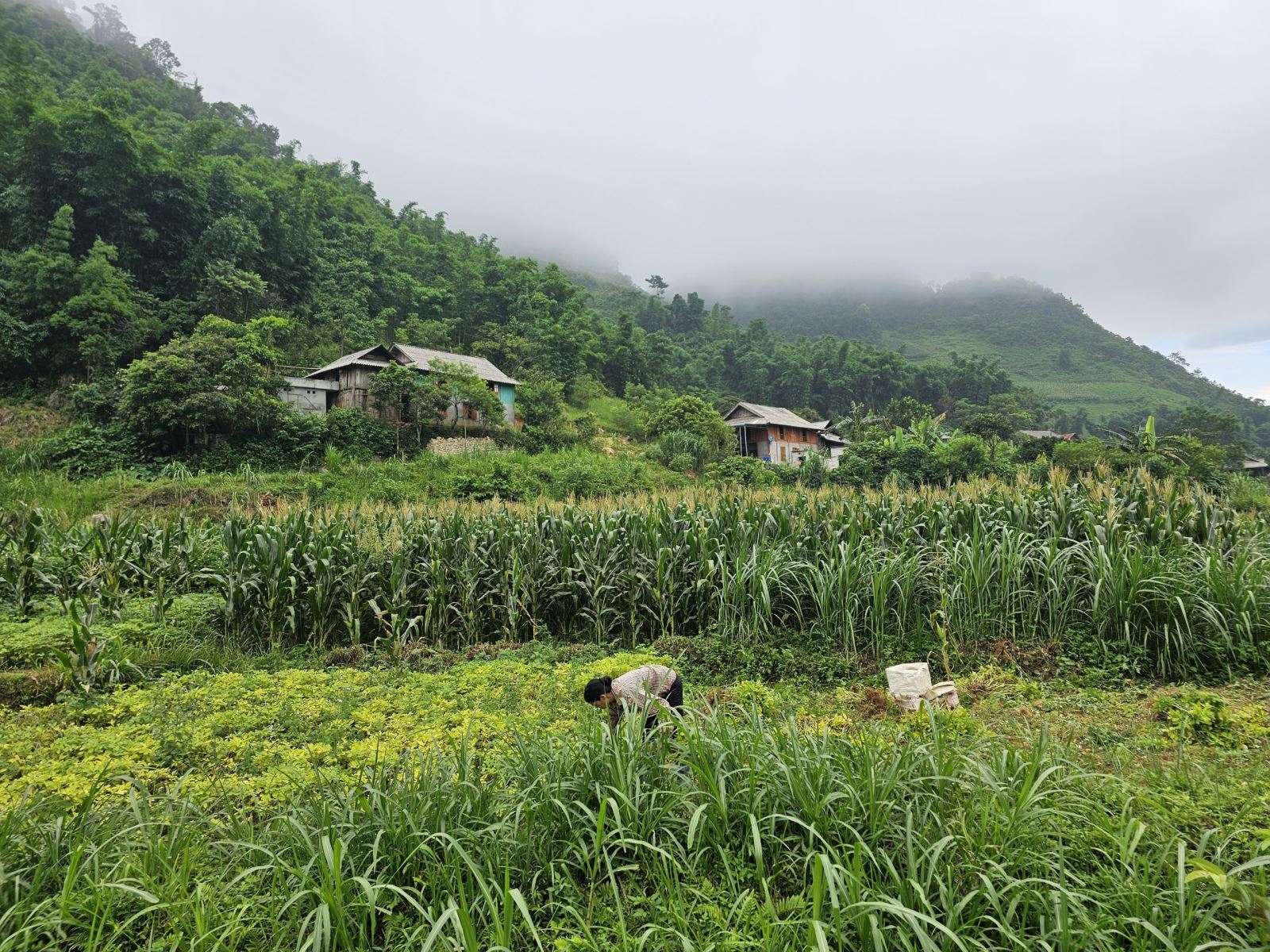 pu bin farm 