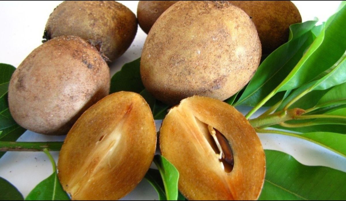 Sapodilla