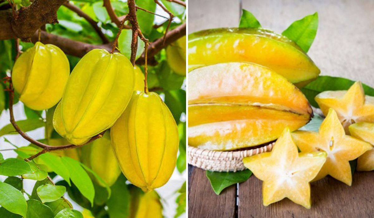 Star Fruit