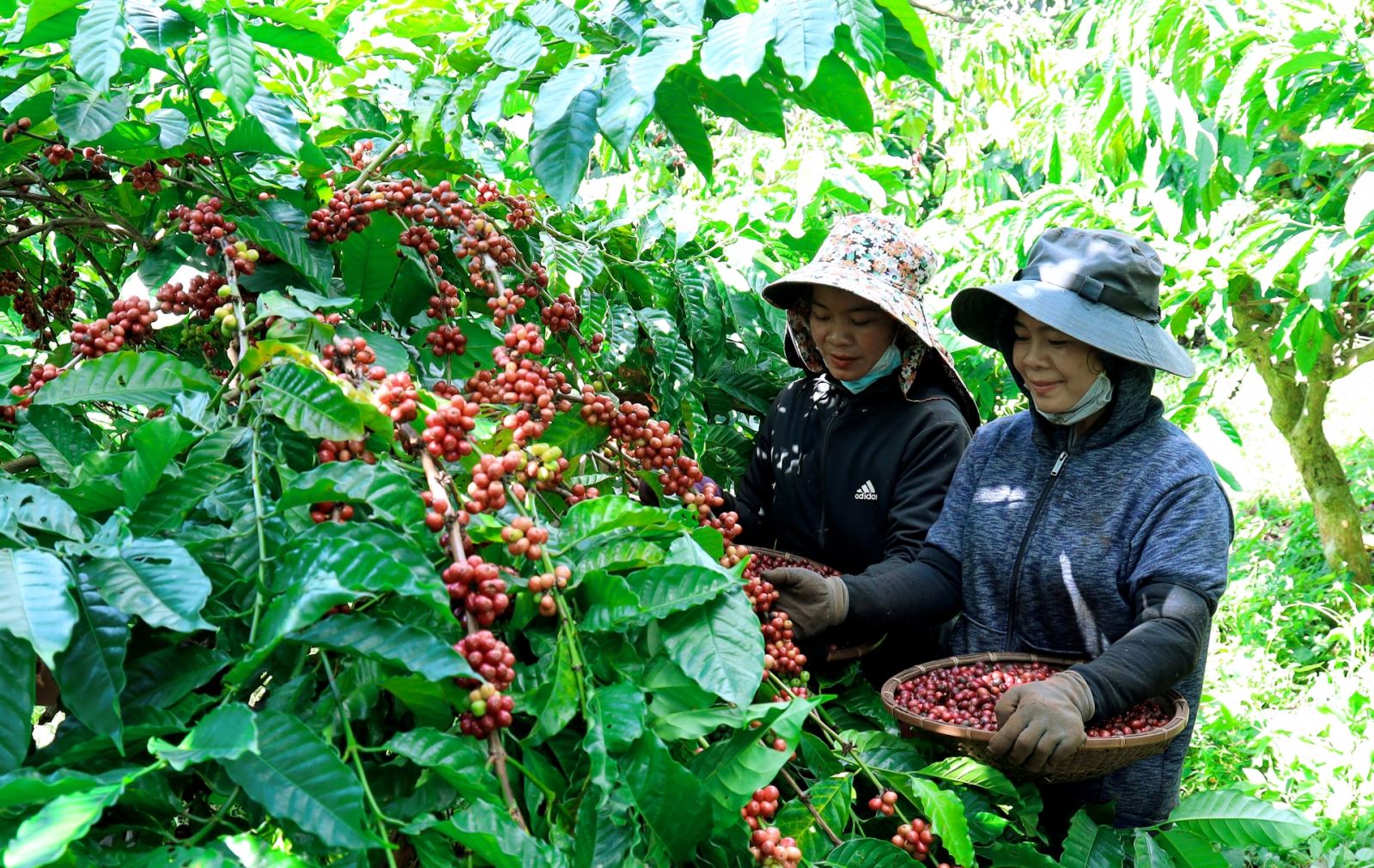 vietnam coffee